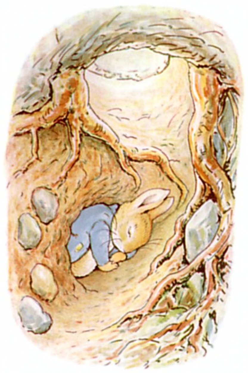 Peter Rabbit sleeping curled up in his burrow